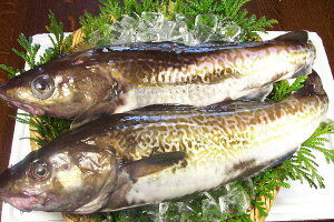 冬に美味しいお魚 12月からが旬 ばっちり美味しい魚はこれ